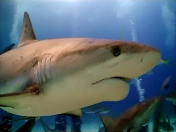 Mergulho com tubarões feito em Nassau - Bahamas